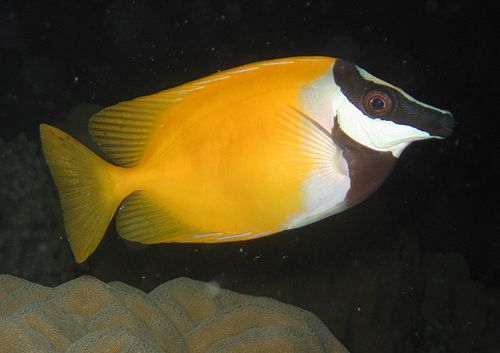 Foxface rabbitfish